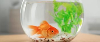 acarios amazon para peces y reptiles