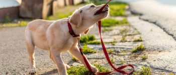 accesorios paseo perros amazon