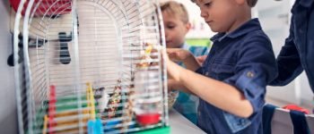 amazon jaulas para pequeños animales domesticos