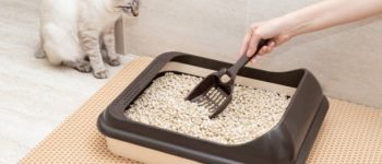 aseo gatos amazon areneros