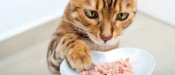 comida para gatos y premios amaozn