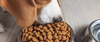 comida para perros amazon