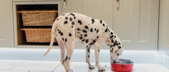 cuencos para perros amazon